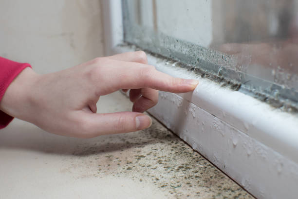 Mold Odor Removal Services in Rio Hondo, TX